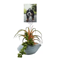 Sonoma Goods For Life® Succulent Artificial Greenery Photo Clip -Sonoma Goods For Life Home 5903701 ALT2