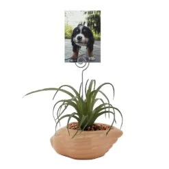Sonoma Goods For Life® Air Plant Artificial Greenery Photo Clip -Sonoma Goods For Life Home 5903702 ALT2