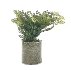 Sonoma Goods For Life® Artificial Fern In Glass Pot -Sonoma Goods For Life Home 5904746 ALT2